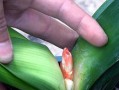 用啤酒浇君子兰，真的可行吗？（了解君子兰的喜好，为您的绿色伙伴选择最佳喝水方式）