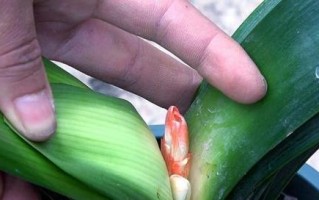 用啤酒浇君子兰，真的可行吗？（了解君子兰的喜好，为您的绿色伙伴选择最佳喝水方式）