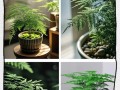 文竹枝干如何变粗（培养文竹的技巧与方法）