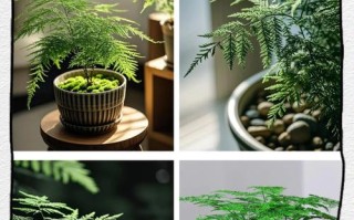 文竹枝干如何变粗（培养文竹的技巧与方法）