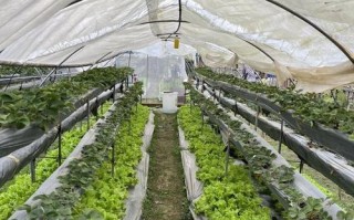 草莓采摘攻略（草莓收获季节、时间及注意事项）