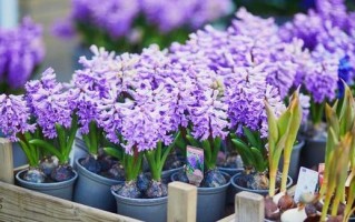 和风信子的姊妹花（探寻和风信子很像的花种类及特点）
