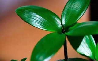 种植幸运草全攻略（栽种时间、方法及注意事项一应俱全）