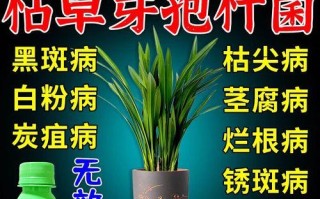 浅谈桂花炭疽病的防治（炭疽病原因、症状、防治方法）