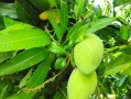 芒果树的生长环境与地方条件（探究芒果树的生态特点与栽培技巧）