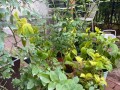 夏季如何成功移植月季（夏季月季移植的关键技巧和注意事项）