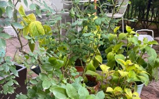 夏季如何成功移植月季（夏季月季移植的关键技巧和注意事项）