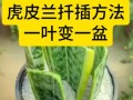虎皮兰养护指南（打造美观造型的技巧与方法）