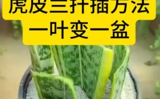 虎皮兰养护指南（打造美观造型的技巧与方法）