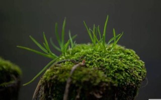 象征生生不息的植物（探秘植物王国的生命力）