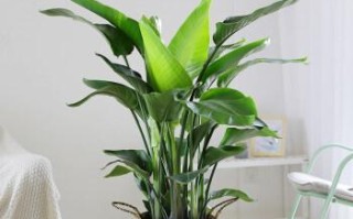 鹤望兰种植技巧——深盆浅盆选哪个好？（了解种植鹤望兰的盆器选择，让你的花园更有特色）