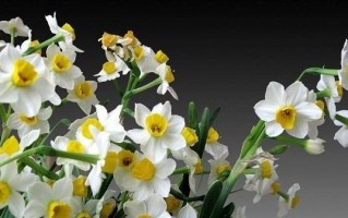 水仙花的冬季养护（水仙花冬天怕冷吗？冬天能否放室外？如何耐寒？）