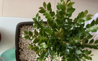 为什么家里不能养黑骨茶？（黑骨茶的危害与家庭安全）