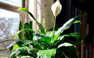 白掌在冬季不开花？掌握这些方法让它绽放吧！（教你如何应对白掌冬季不开花的问题，让你的植物充满生机）