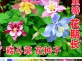 如何正确浇水以帮助刚种的花种子生长？（掌握浇水技巧，让花种子茁壮成长）