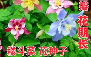 如何正确浇水以帮助刚种的花种子生长？（掌握浇水技巧，让花种子茁壮成长）