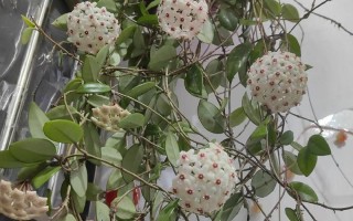球兰不开花的原因（探究球兰不开花的原因及解决方案）