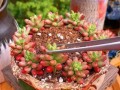 多肉养护技巧大揭秘（从入门到高级，打造专业多肉养殖园）