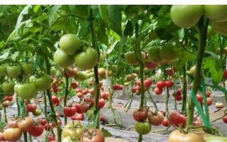 如何种植大西红柿？（从种子到收获全过程详解）