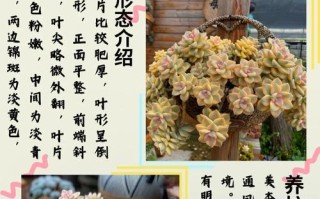 多肉植物养护指南——以小人祭多肉为例（了解小人祭多肉的特点与养护要点）