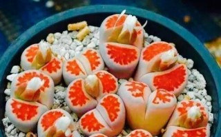生石花开花时间与养护方法（了解生石花开花的秘密，从养护开始）