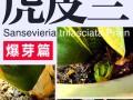 虎皮兰繁殖技巧大揭秘（掌握关键诀窍，轻松培育虎皮兰）