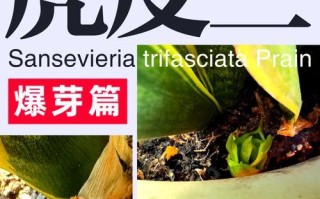 虎皮兰繁殖技巧大揭秘（掌握关键诀窍，轻松培育虎皮兰）