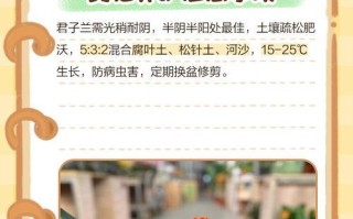 君子兰的浇水养护之道（浇水时间、浇水方法及注意事项）