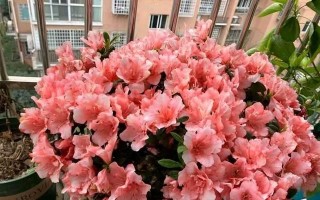 杜鹃花开花养护全攻略（让你的杜鹃花盛开如云——最全面的杜鹃花养护指南）