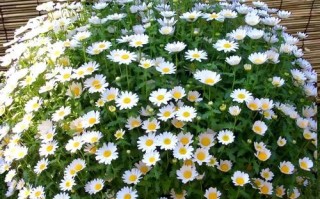 白晶菊花的养护秘籍（打造美丽盛开的白晶菊花花园）