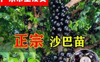 嘉宝果树的种植（适合哪些地方？）