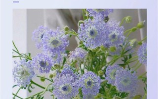 悼念花的花语——失去（用花言葬送心中的悲痛）