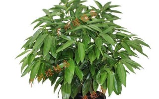 元宝树的种植与养护（如何让元宝树茁壮成长）