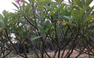家里种鸡蛋花树的风水好处（打造家庭吉祥之源，享受花草环绕的美好生活）