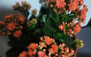 长寿菊的家庭养法（种植技巧与注意事项）