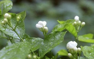 象征父母的植物（15种植物，代表家庭的温馨与爱）