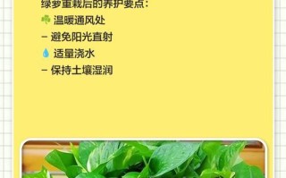 绿萝长出根的原因及过程解析（揭秘绿萝的根生长机制，告诉你如何促进绿萝生根）