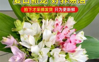 姜花水养方法（水养姜花，轻松养出美丽生命）