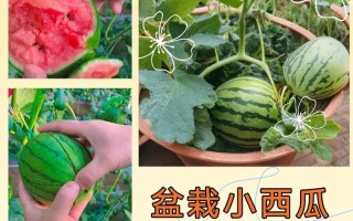 在屋子里种植西瓜（小区居民通过室内种植技巧，成功种植出甜美的西瓜）