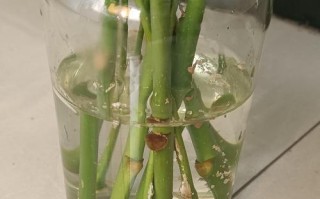 防止剪掉的树枝再次长出的方法（有效控制树枝再生的关键技巧）
