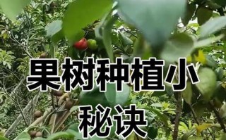 家里种苹果树的好处（小小果树，大大收获。）