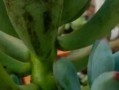 多肉叶子发黄发亮的原因及解决办法（多肉植物的叶子为何会变黄发亮？如何有效解决这一问题？）