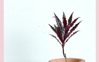 如何正确养护紫金牛花，让其绽放夺目（紫金牛花养护秘籍，让您的花园焕发魅力）
