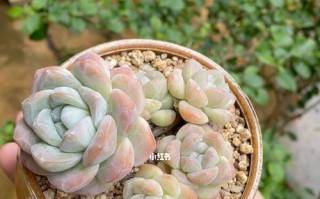 冰玉多肉的养殖与管理技巧（打造翠绿多汁的冰玉多肉，从这里开始）