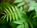 如何正确剪枝修理含羞草（掌握关键步骤，让含羞草焕发生机）