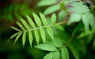 如何正确剪枝修理含羞草（掌握关键步骤，让含羞草焕发生机）