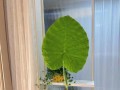 芋头盆栽种植指南（打造家中的芋头小天地）