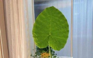 芋头盆栽种植指南（打造家中的芋头小天地）