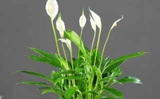 白鹤芋的种植与养护（如何使白鹤芋茁壮成长）