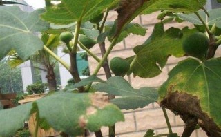 无花果室内栽培指南（无花果的品种选择和养护技巧）
